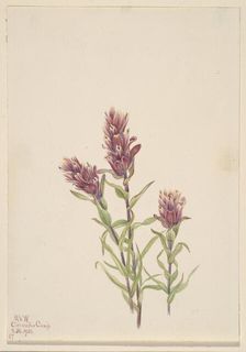 Rose Paintbrush (Castilleja pallida), 1920. Creator: Mary Vaux Walcott