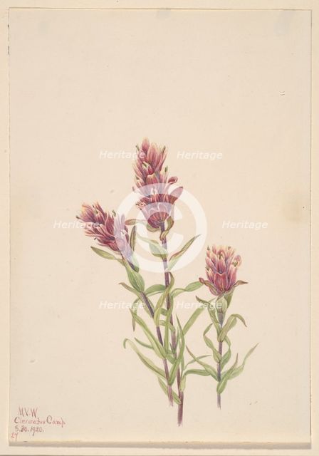 Rose Paintbrush (Castilleja pallida), 1920. Creator: Mary Vaux Walcott.