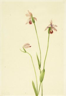 Rose Pogonia (Pogonia ophioglossoides), 1906. Creator: Mary Vaux Walcott