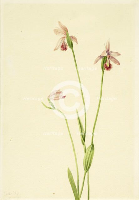 Rose Pogonia (Pogonia ophioglossoides), 1906. Creator: Mary Vaux Walcott.