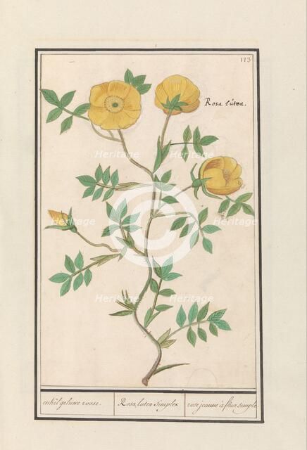 Rose (Rosa), 1596-1610. Creators: Anselmus de Boodt, Elias Verhulst.