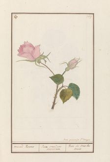 Rose (Rosa), 1790-1799. Creator: Jan Garemijn