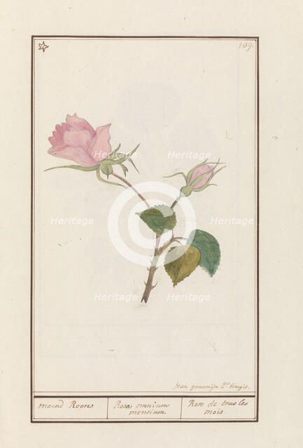 Rose (Rosa), 1790-1799. Creator: Jan Garemijn.