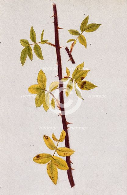Rose stem with autumn leaves, c1870s. Creator: Unknown.