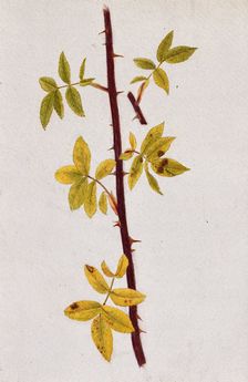 Rose stem with autumn leaves, c1870s. Creator: Unknown