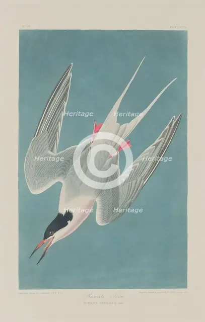 Roseate Tern, 1835. Creator: Robert Havell.