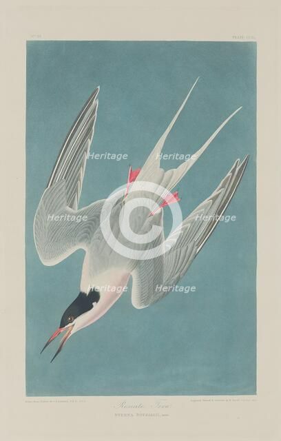 Roseate Tern, 1835. Creator: Robert Havell.