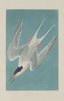 Roseate Tern, 1835. Creator: Robert Havell