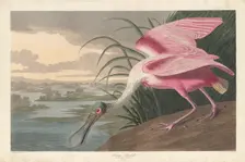 Roseate Spoonbill, 1836. Creator: Robert Havell