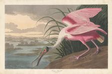 Roseate Spoonbill, 1836. Creator: Robert Havell