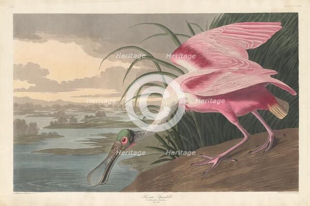 Roseate Spoonbill, 1836. Creator: Robert Havell.