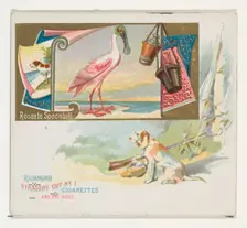Roseate Spoonbill, from the Game Birds series (N40) for Allen & Ginter Cigarettes, 1888-90. Creator: Allen & Ginter