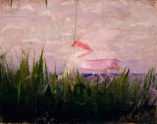 Roseate Spoonbill, study for book Concealing Coloration in the Animal Kingdom, ca. 1905-1909. Creator: Abbott Handerson Thayer