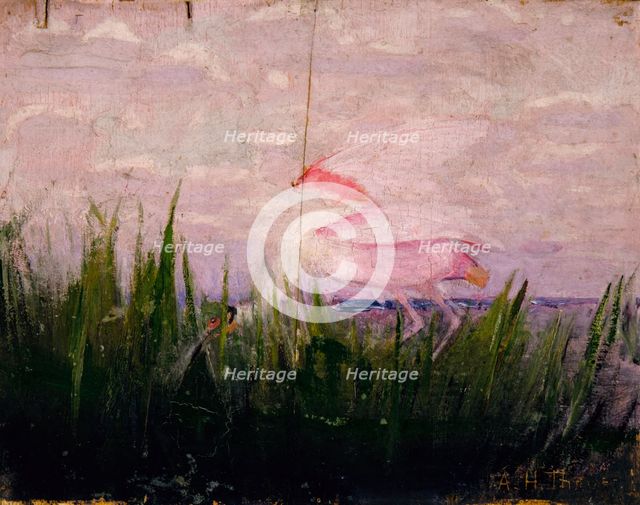 Roseate Spoonbill, study for book Concealing Coloration in the Animal Kingdom, ca. 1905-1909. Creator: Abbott Handerson Thayer.