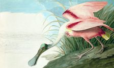 Roseate Spoonbill, Platalea Ajaja, 1845