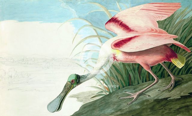 Roseate Spoonbill,  Platalea Ajaja, 1845.