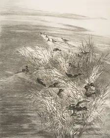 Roseaux et Sarcelles, 1882. Creator: Felix Bracquemond