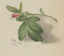 Rosebud, 1872. Creator: Mary Vaux Walcott