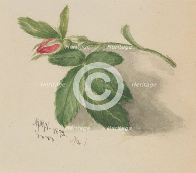 Rosebud, 1872. Creator: Mary Vaux Walcott.