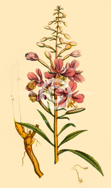 'Rosebay Willowherb', late 18th-early 19th century, (1944).  Creator: Unknown.