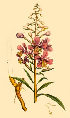 Rosebay Willowherb late 18th-early 19th century, (1944). Creator: Unknown