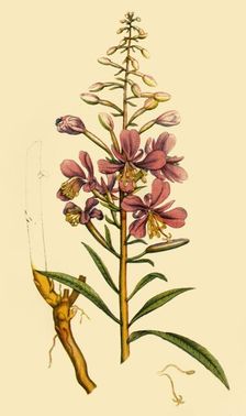 Rosebay Willowherb late 18th-early 19th century, (1944). Creator: Unknown