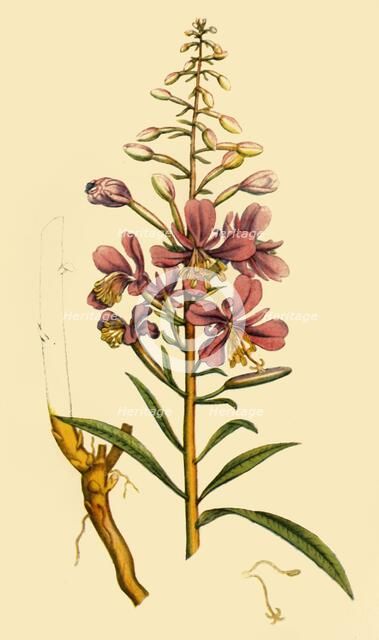 'Rosebay Willowherb', late 18th-early 19th century, (1944).  Creator: Unknown.