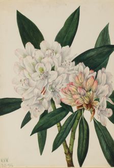 Rosebay Rhododendron (Rhododendron maximum), 1926. Creator: Mary Vaux Walcott