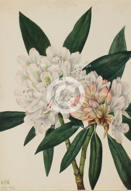 Rosebay Rhododendron (Rhododendron maximum), 1926. Creator: Mary Vaux Walcott.