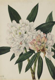 Rosebay Rhododendron (Rhododendron maximum), 1926. Creator: Mary Vaux Walcott