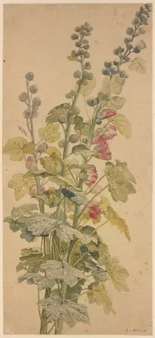 Rosella, c1710-1749. Creator: Jan van Huysum