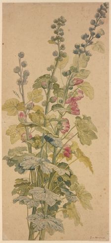 Rosella, c1710-1749. Creator: Jan van Huysum