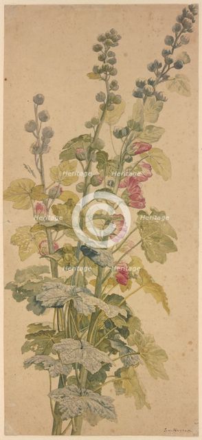 Rosella, c1710-1749. Creator: Jan van Huysum.
