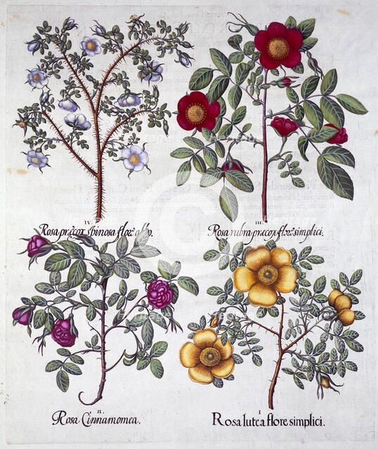 Roses, 1613. Artist: Unknown