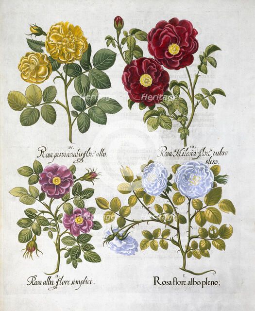 Roses, 1613. Artist: Unknown