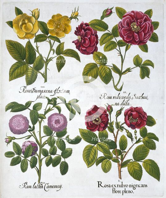 Roses, 1613. Artist: Unknown