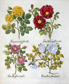 Roses, 1613. Creator: Unknown