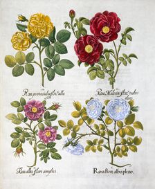 Roses, 1613. Creator: Unknown