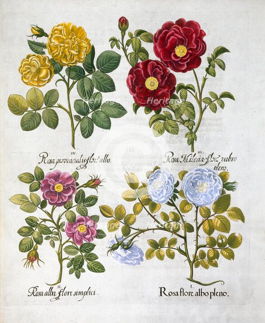Roses, 1613. Creator: Unknown.