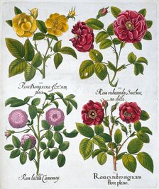 Roses, 1613. Creator: Unknown