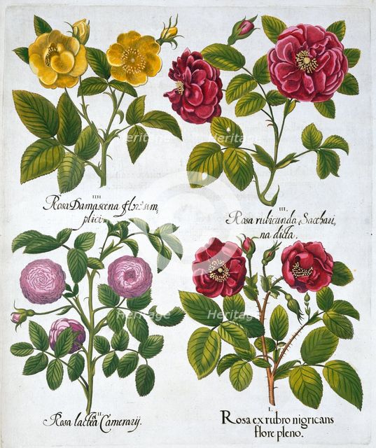 Roses, 1613. Creator: Unknown.