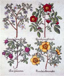 Roses, 1613. Creator: Unknown