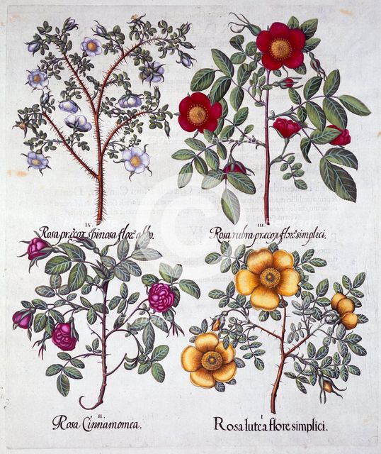 Roses, 1613. Creator: Unknown.