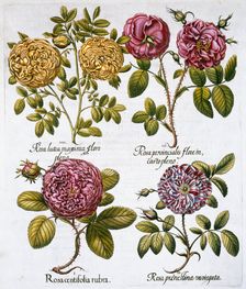 Roses, 1613. Creator: Unknown