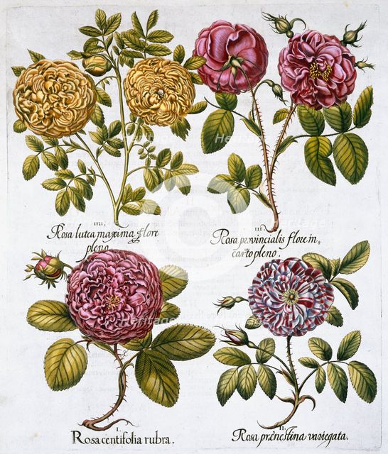 Roses, 1613. Creator: Unknown.