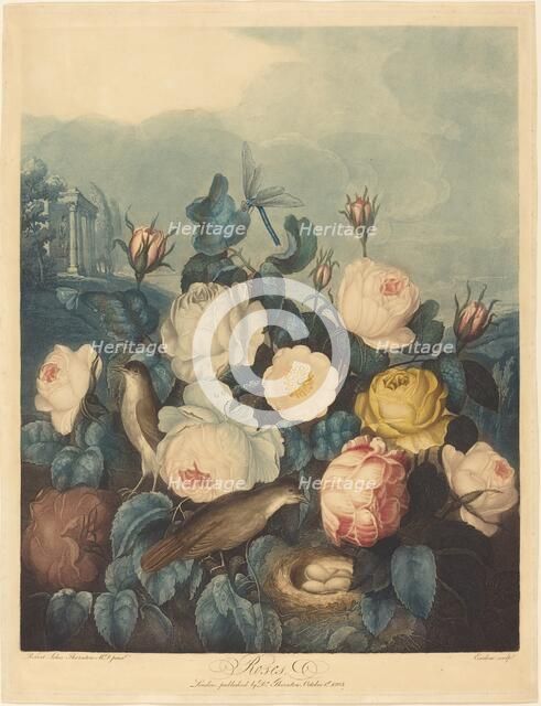 Roses, 1805. Creator: Richard Earlom.