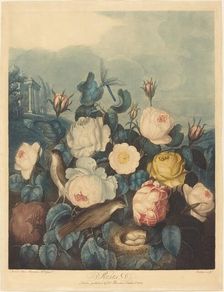 Roses, 1805. Creator: Richard Earlom