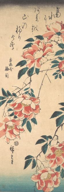 Roses, ca. 1843., ca. 1843. Creator: Ando Hiroshige