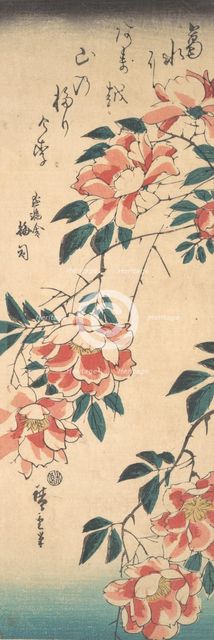 Roses, ca. 1843., ca. 1843. Creator: Ando Hiroshige.