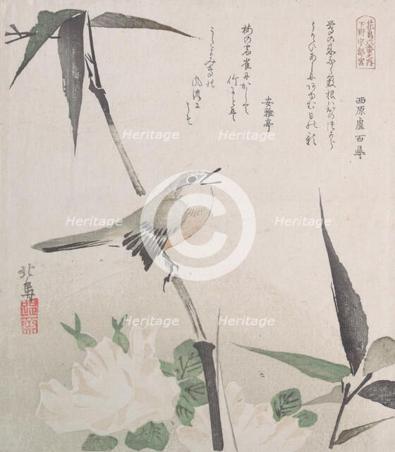 Roses and Bamboo with Nightingale, 19th century., 19th century. Creator: Hokuba.